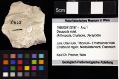 Foto (Objket + Etiketten) von Decapoda indet. 